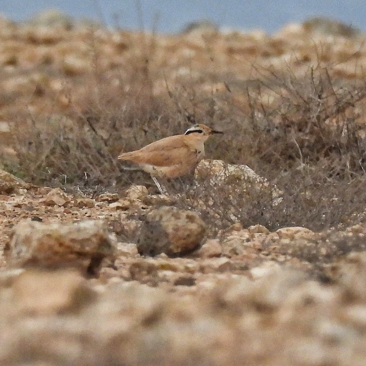 Cream-colored Courser - ML646841773