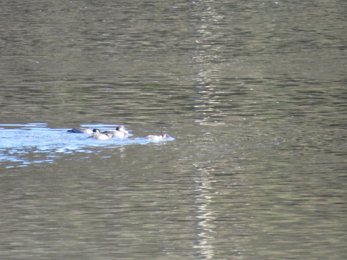 Ak Yanaklı Ördek - ML646841774