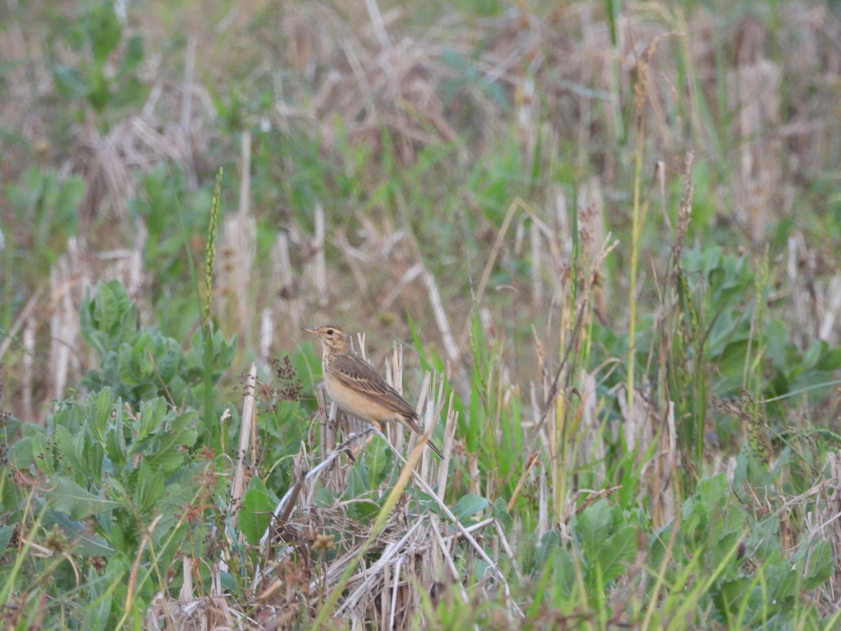 Paddyfield Pipit - ML646841775