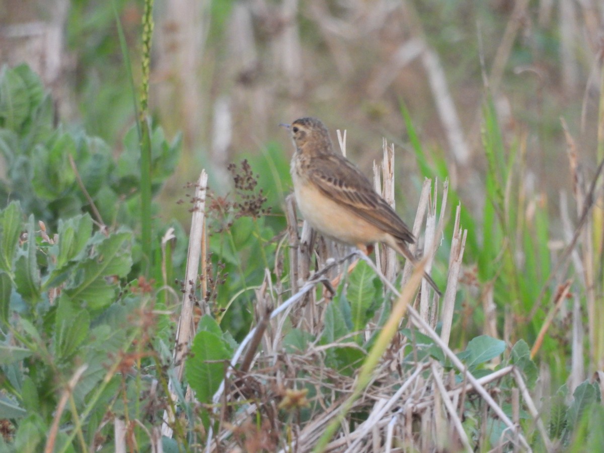 Paddyfield Pipit - ML646841776