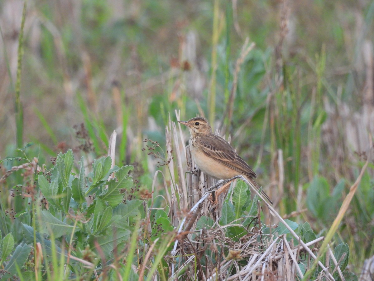 Paddyfield Pipit - ML646841777
