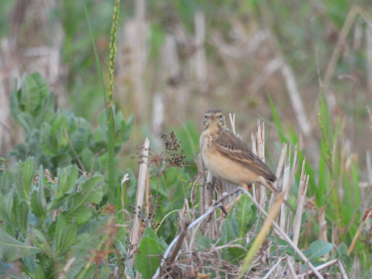 Paddyfield Pipit - ML646841778