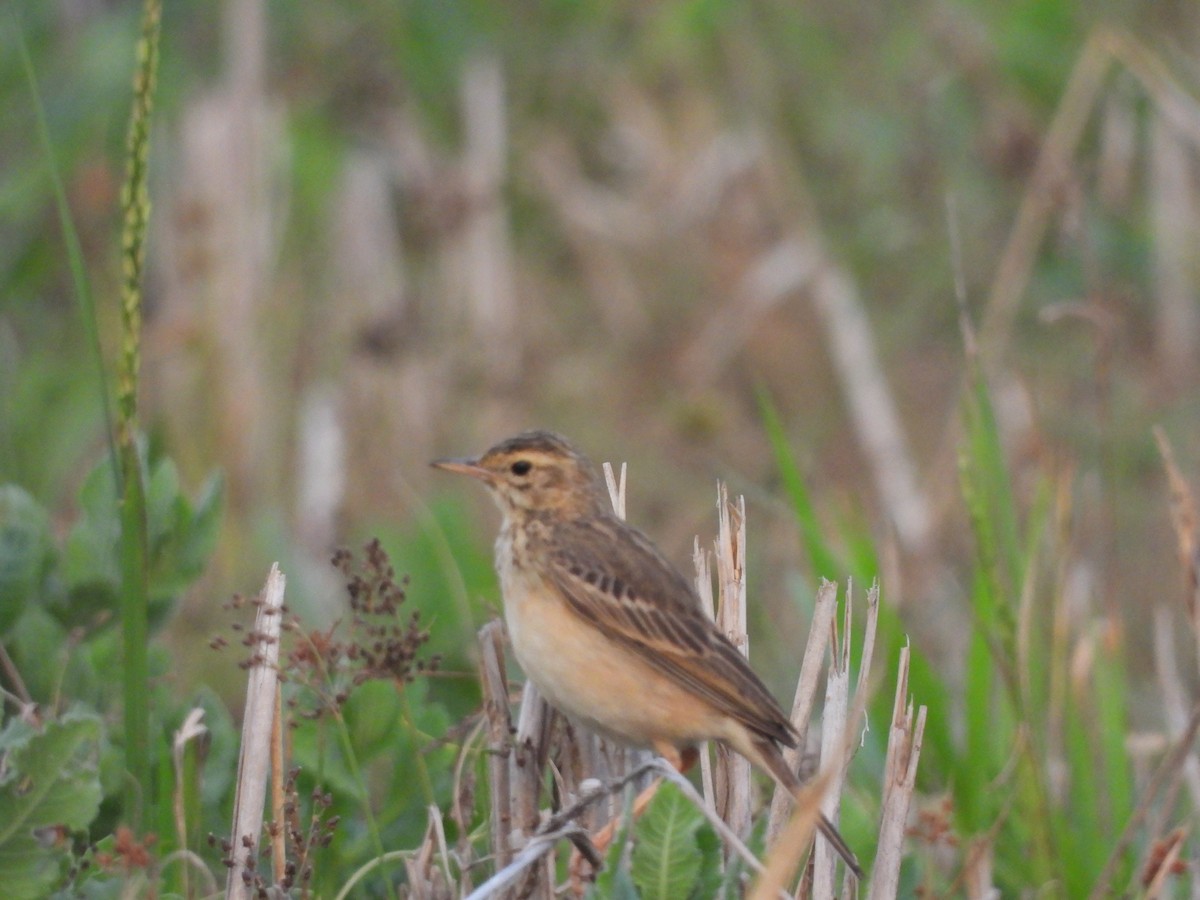 Paddyfield Pipit - ML646841779
