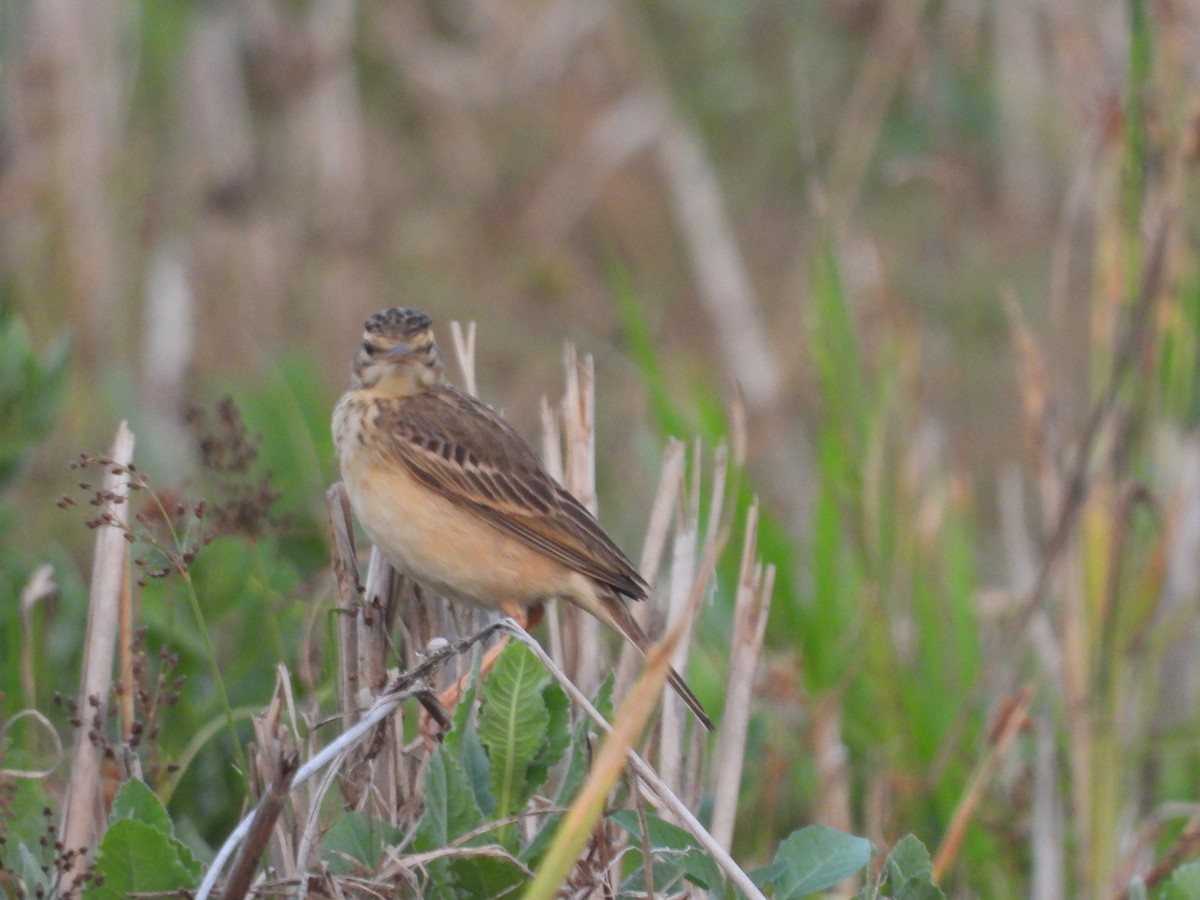 Paddyfield Pipit - ML646841780