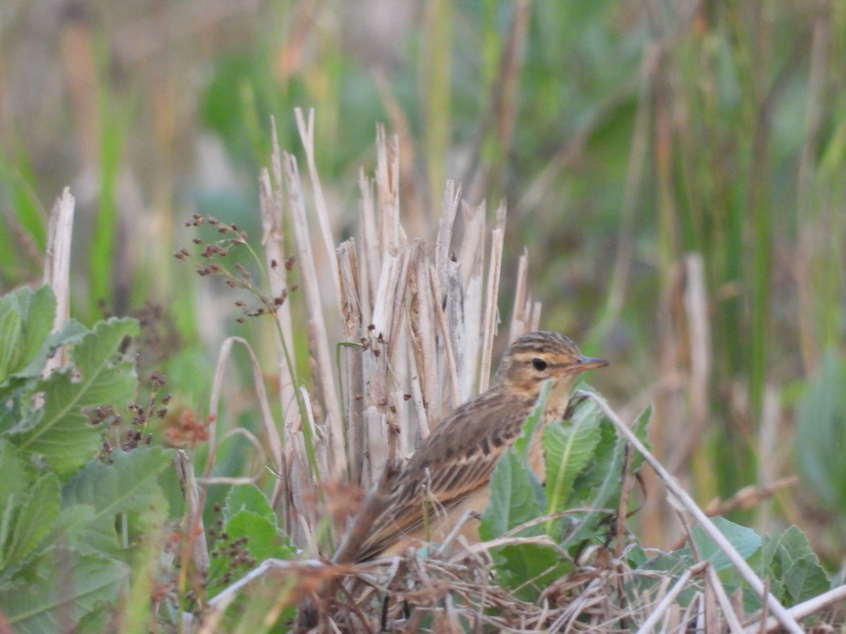 Paddyfield Pipit - ML646841781