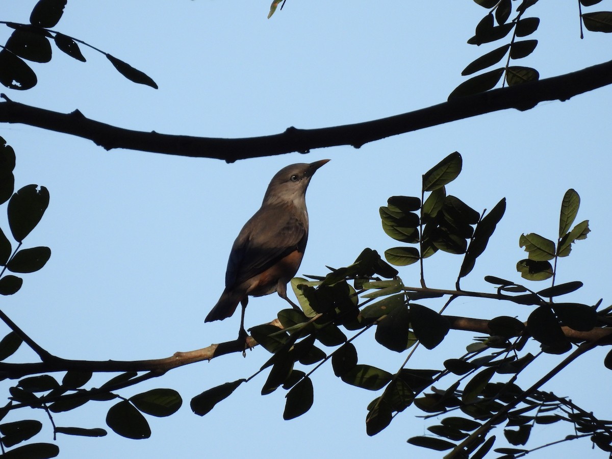 Chestnut-tailed Starling - ML646841782