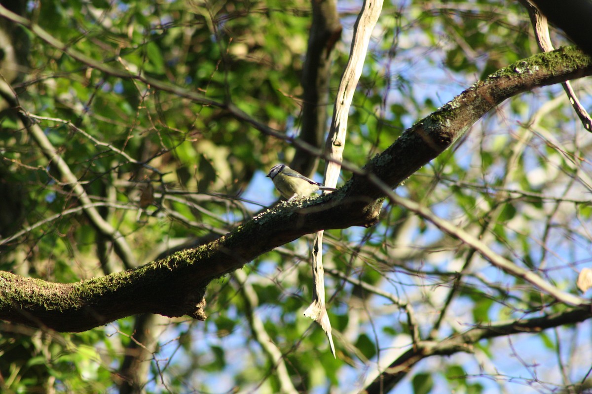 Синиця блакитна - ML646841783