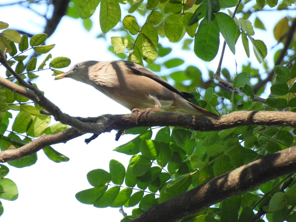 Chestnut-tailed Starling - ML646841785