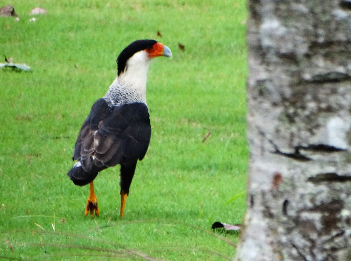 Caracara Carancho - ML646841786