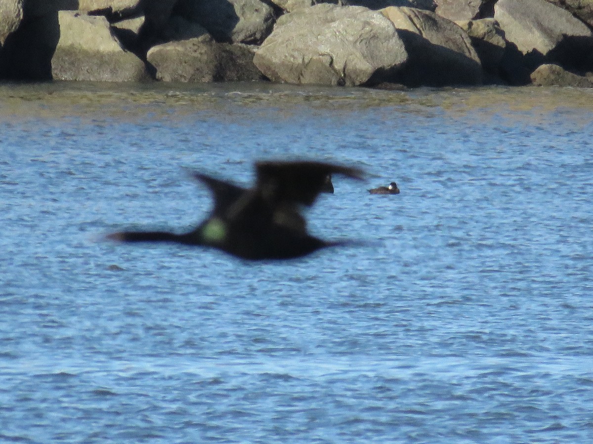 Pelajik Karabatak - ML646841789