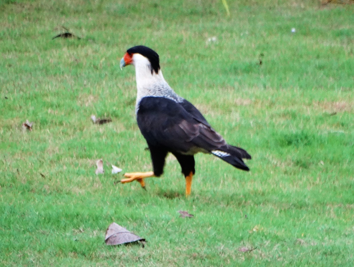 Caracara Carancho - ML646841790