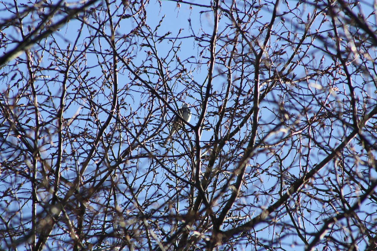 Плиска біла - ML646841792