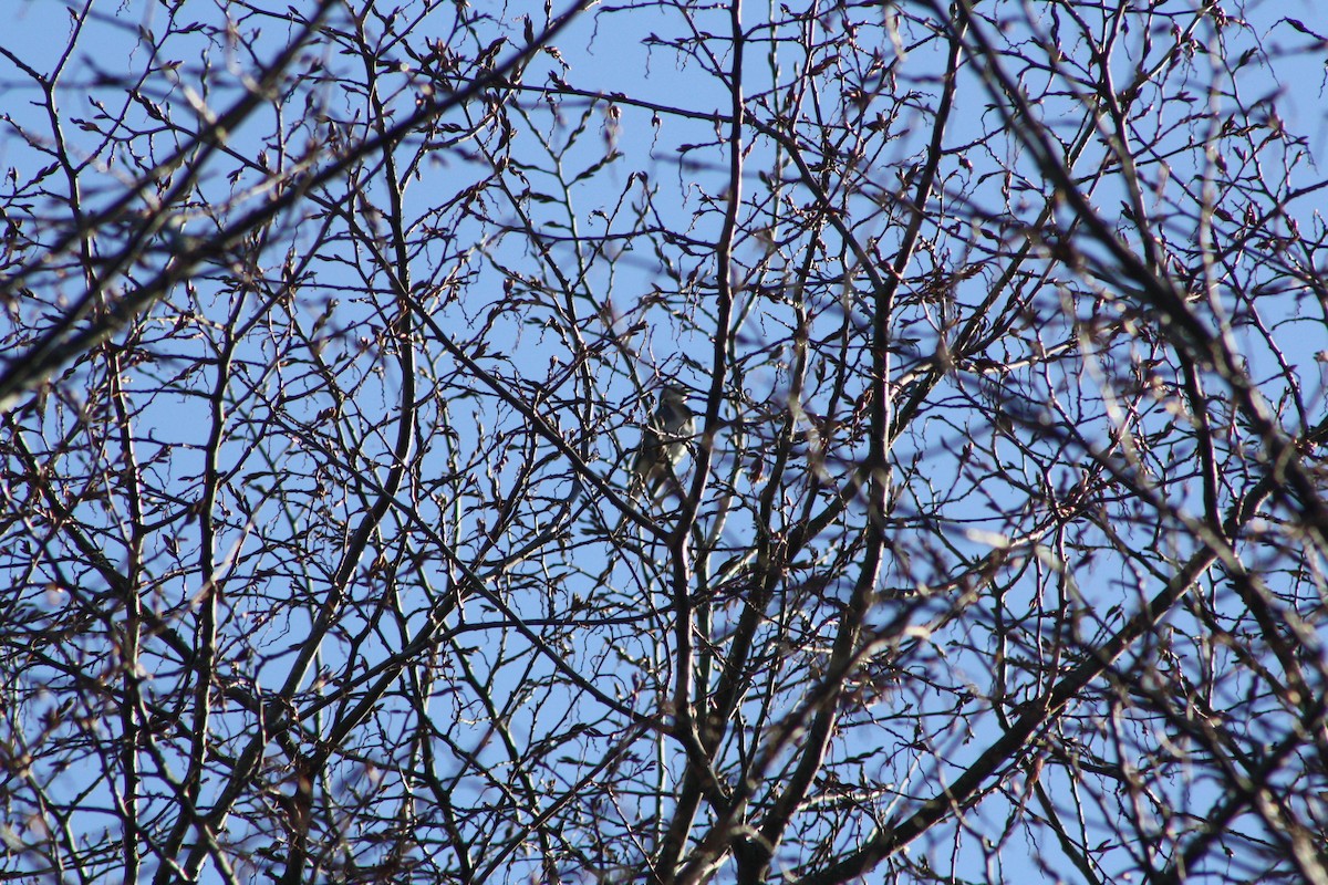 Плиска біла - ML646841793