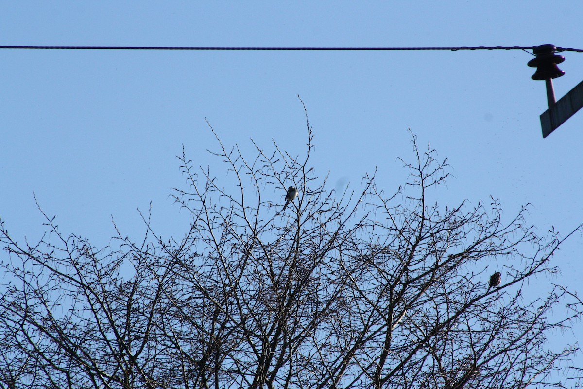 Плиска біла - ML646841794