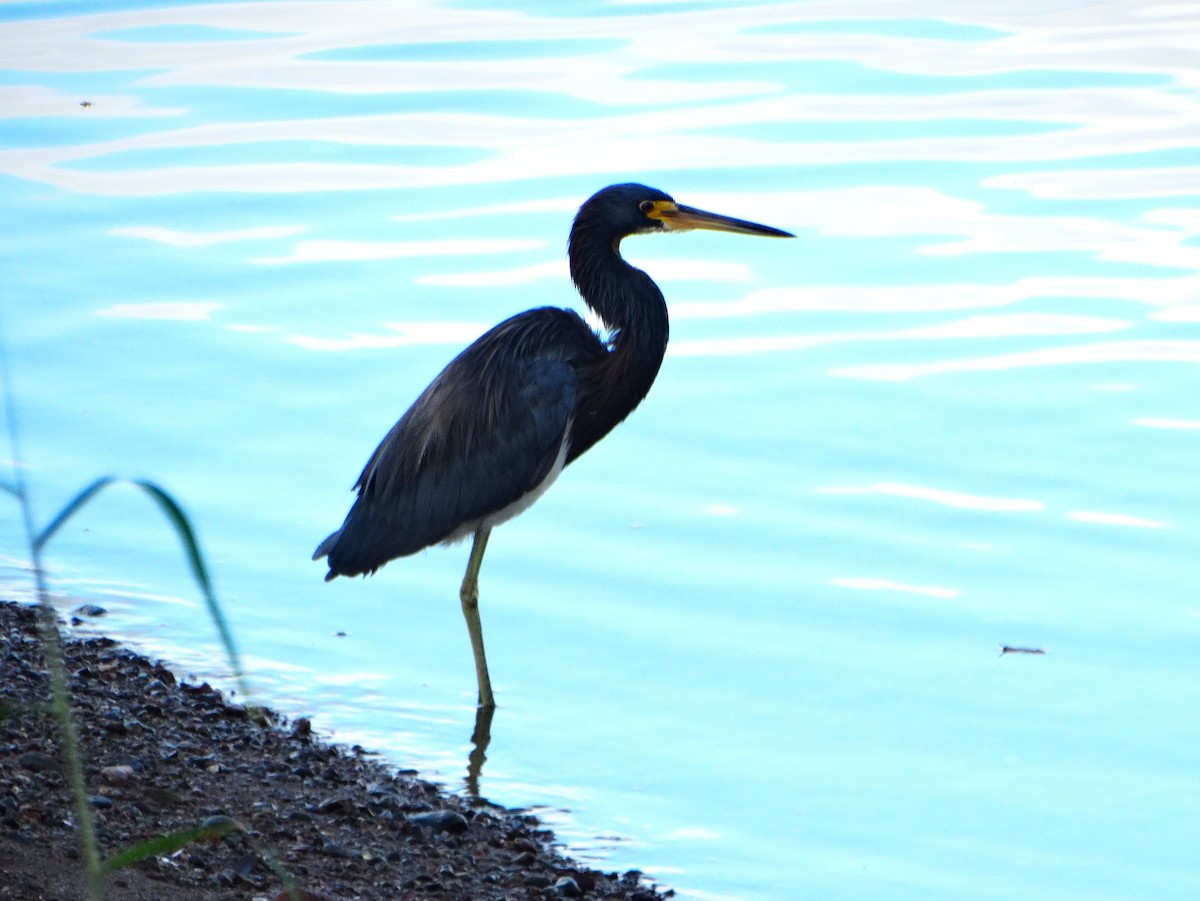 Garceta Tricolor - ML646841795