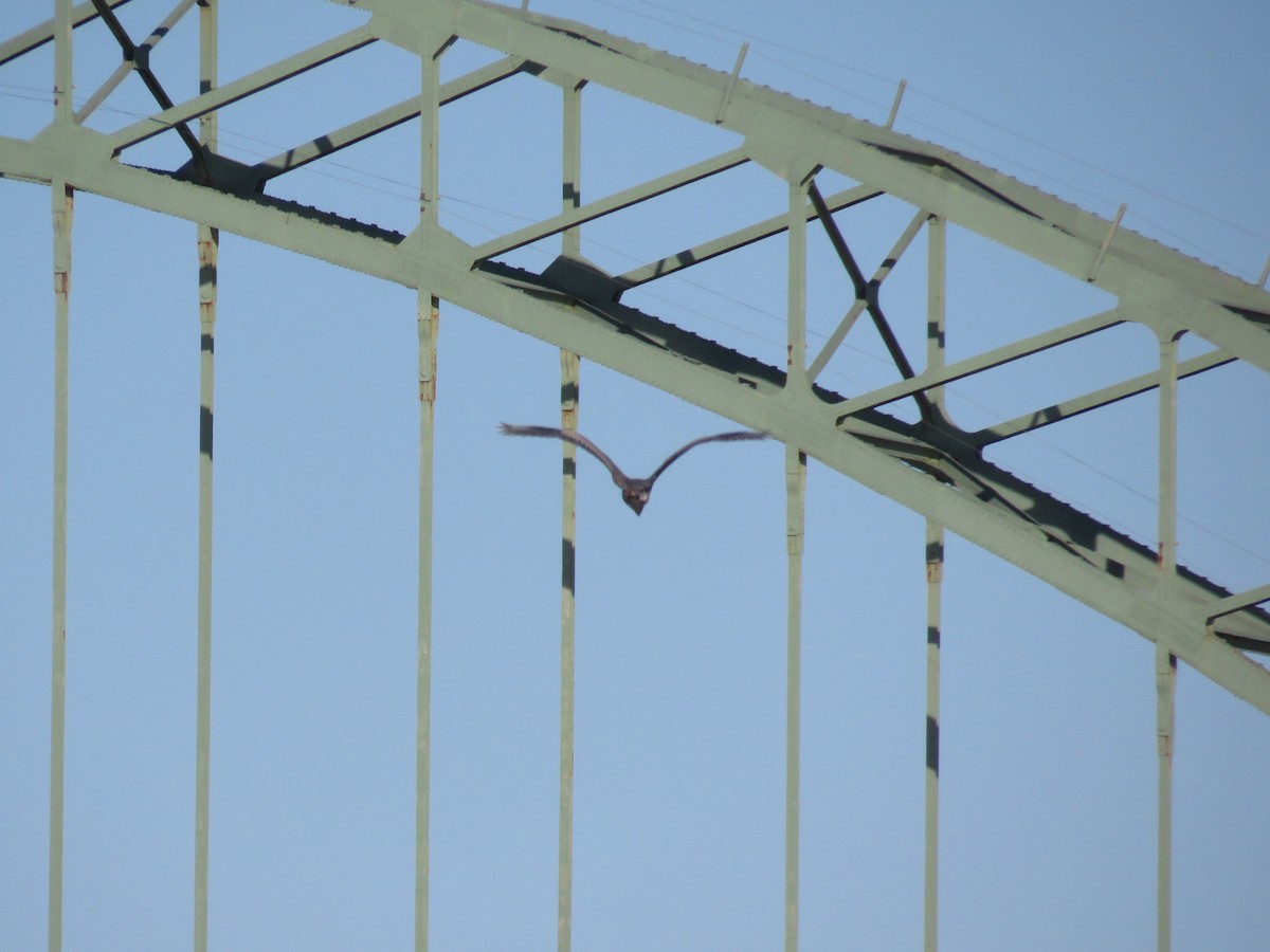 Amerika Gri Balıkçılı - ML646841796