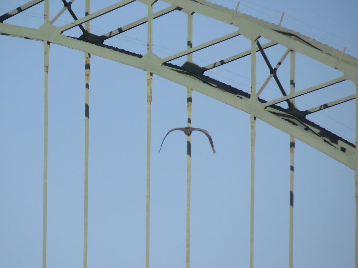 Amerika Gri Balıkçılı - ML646841797