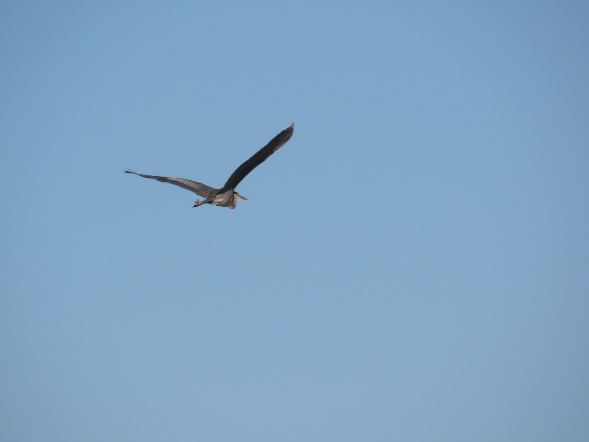 Amerika Gri Balıkçılı - ML646841798