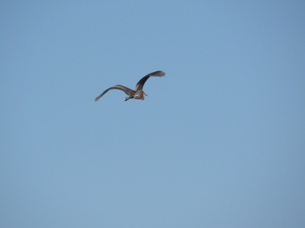 Amerika Gri Balıkçılı - ML646841799