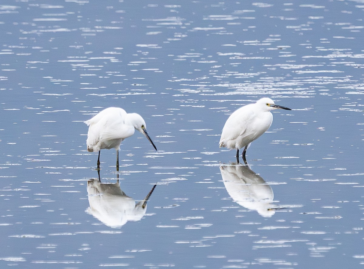 Garzetta (garzetta) - ML646841800