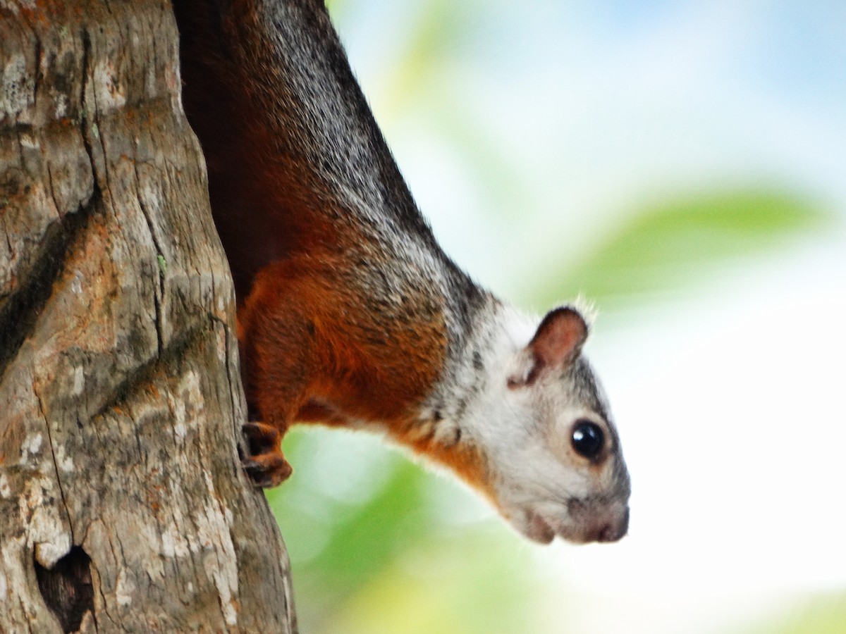 Costa Rica Squirrel - ML646841804