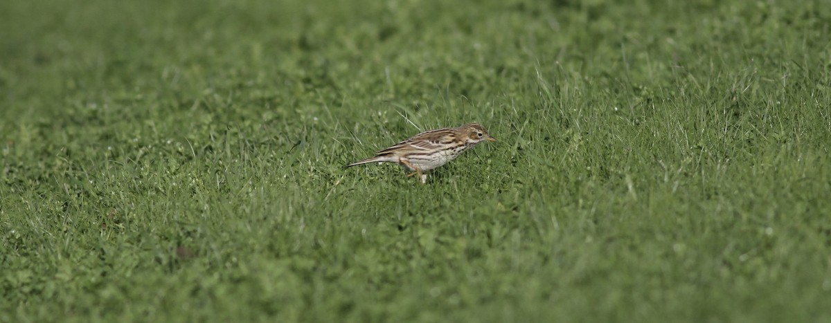 Çayır İncirkuşu - ML646841805