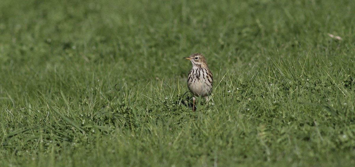 Çayır İncirkuşu - ML646841806