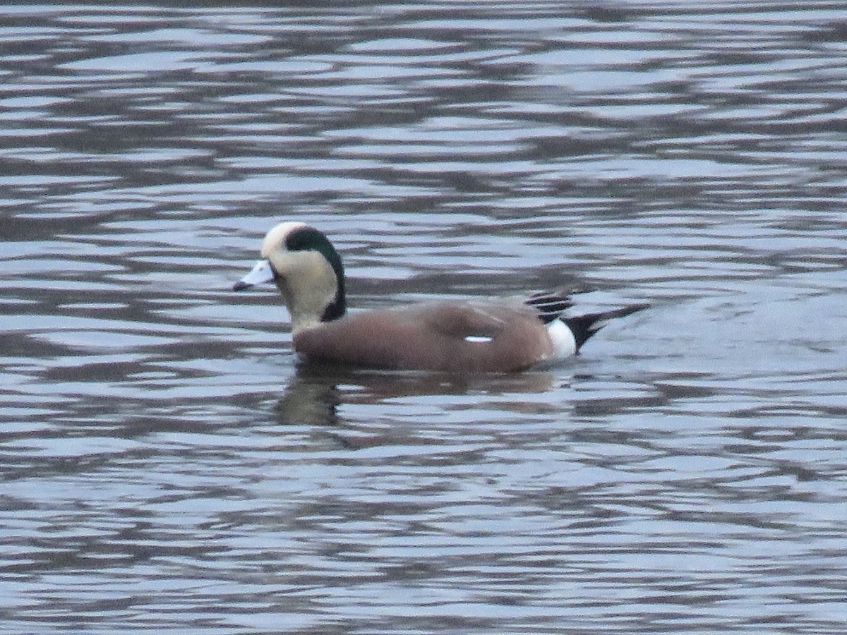 amerikablesand - ML646841807