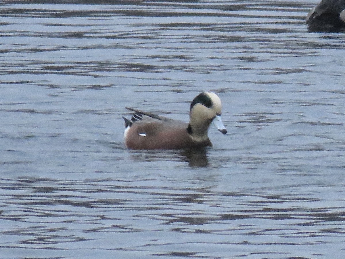 amerikablesand - ML646841808