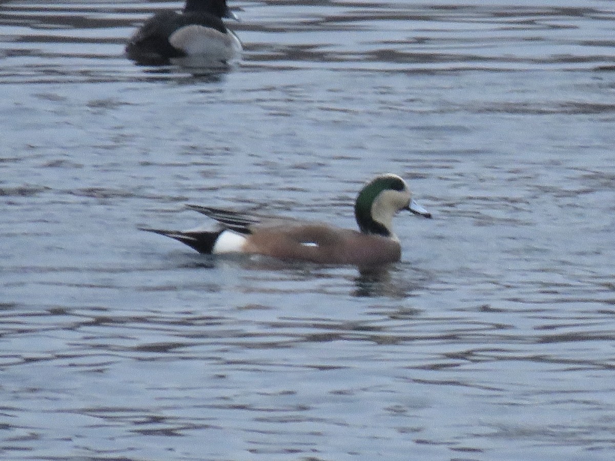 amerikablesand - ML646841809