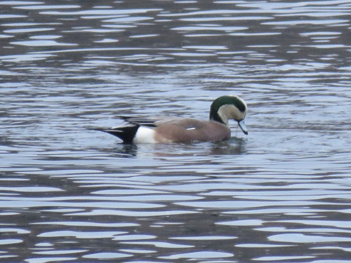 amerikablesand - ML646841810