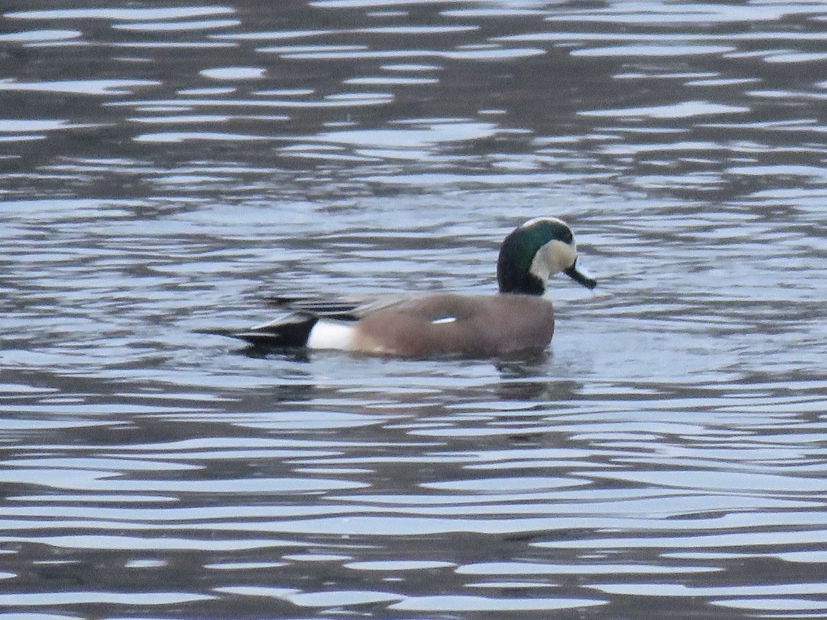 amerikablesand - ML646841811