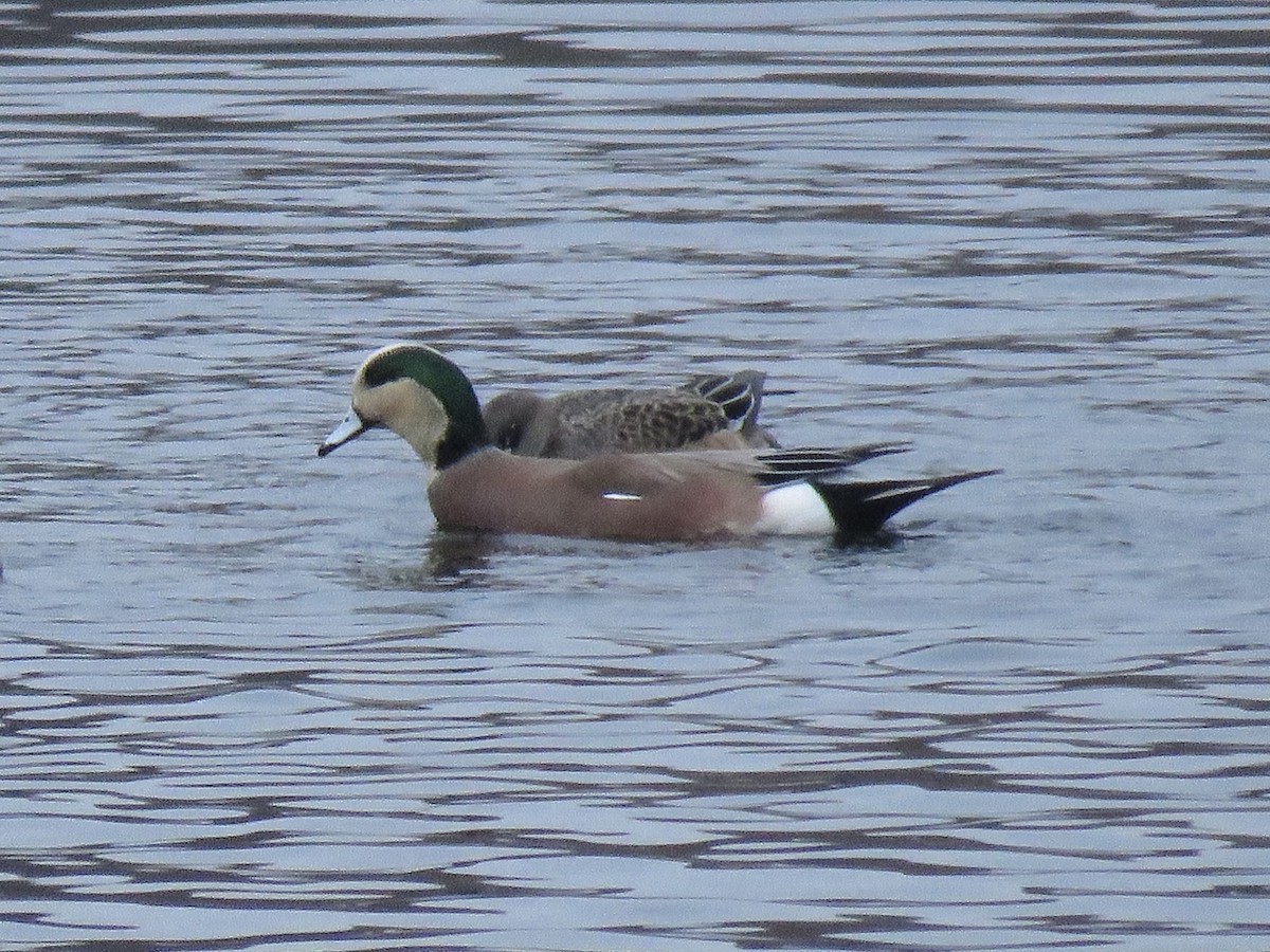 amerikablesand - ML646841812