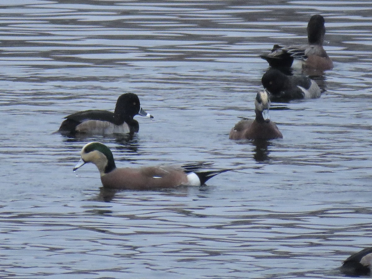 amerikablesand - ML646841813