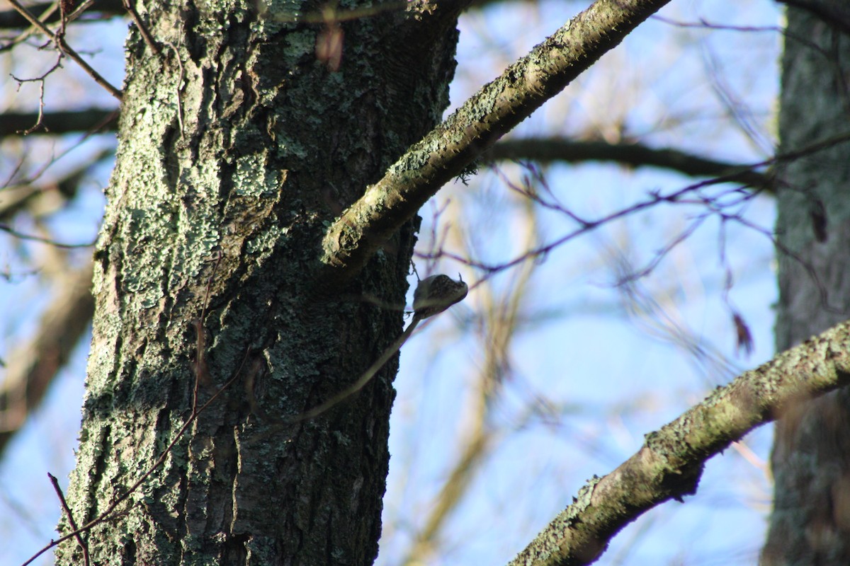 Підкоришник звичайний - ML646841814