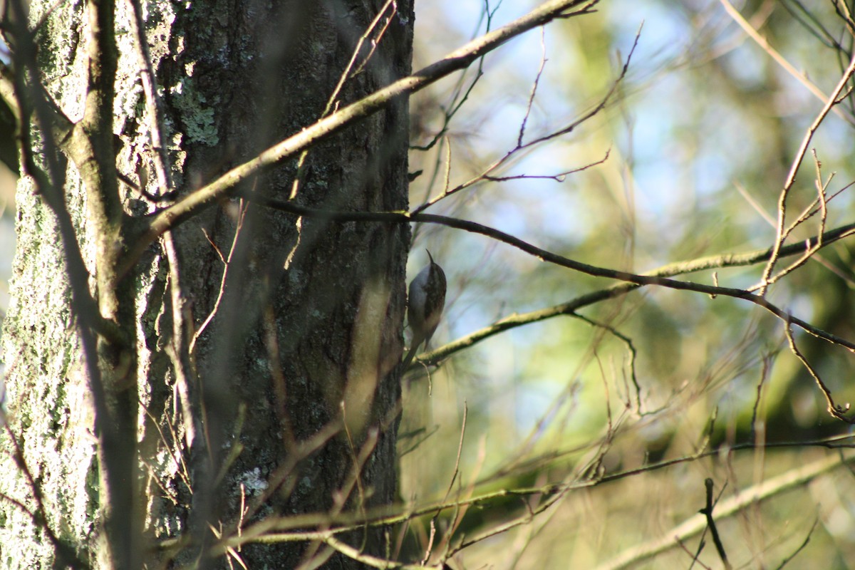 Підкоришник звичайний - ML646841815