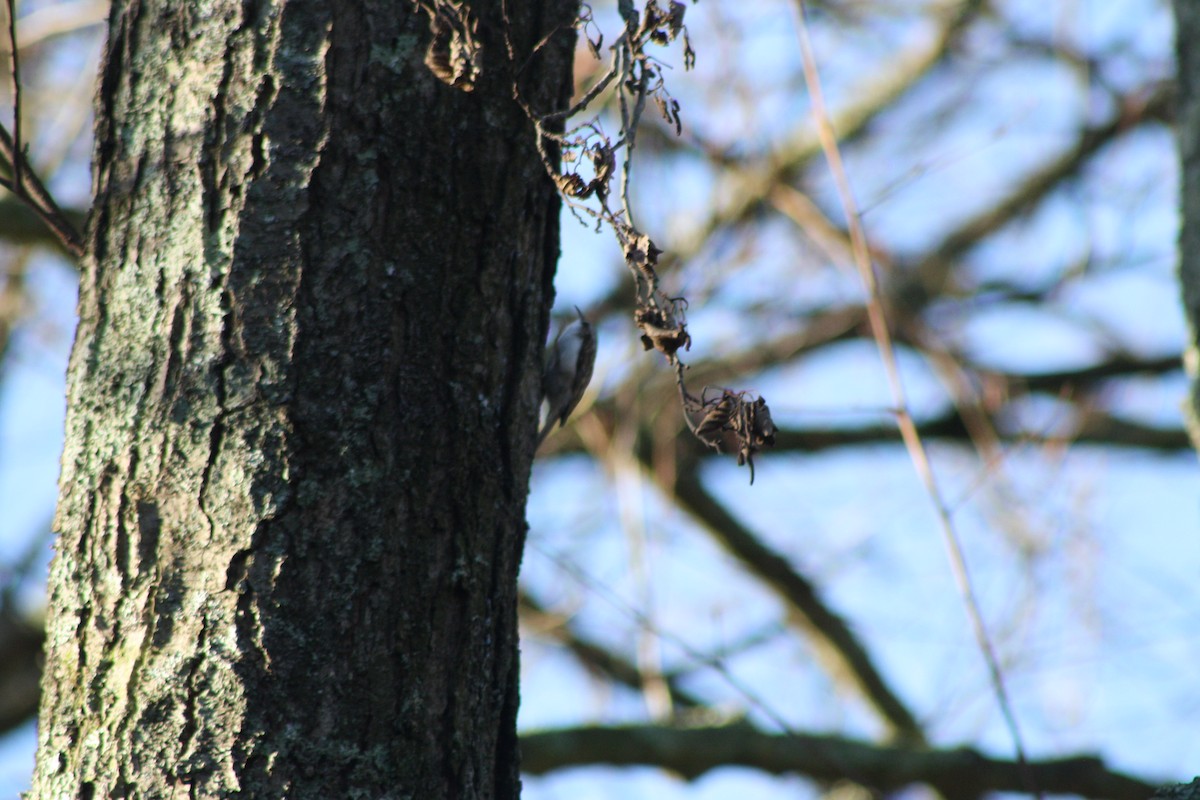 Підкоришник звичайний - ML646841816