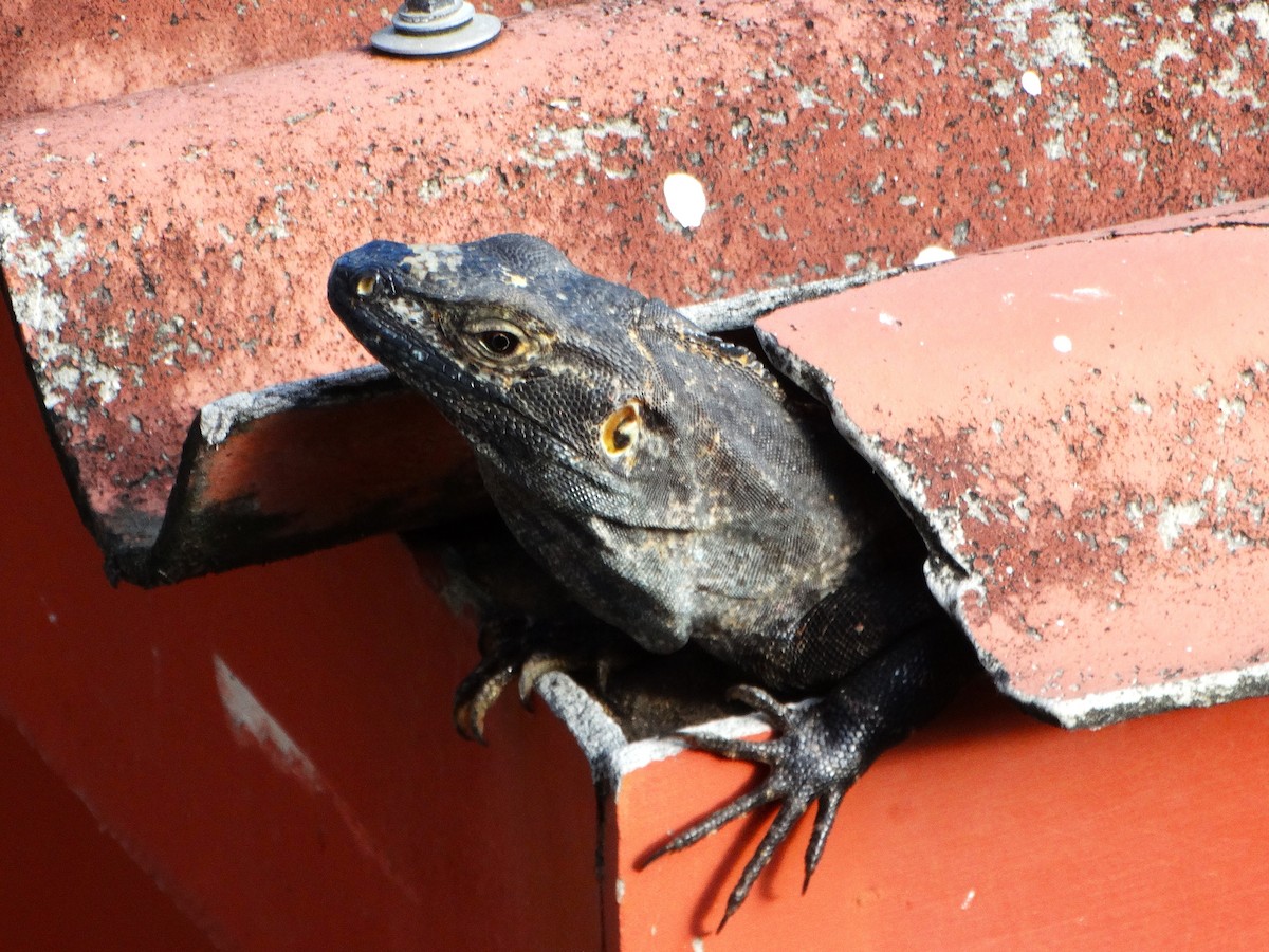 Iguana negra de cola espinosa - ML646841819