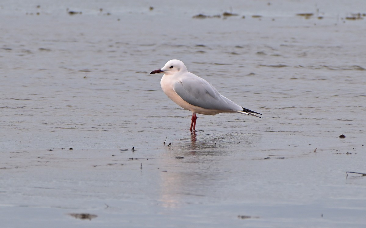 Slender-billed Gull - ML646841823