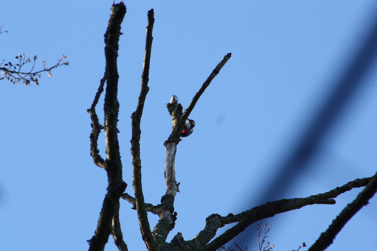 Дятел звичайний - ML646841824