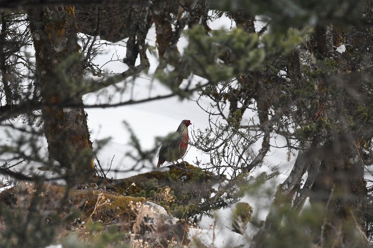 bažant krvavý - ML646841825