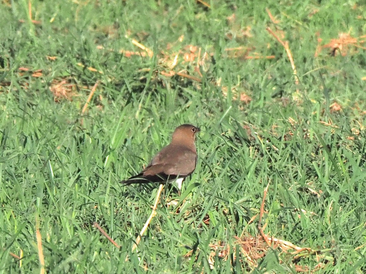 Collared Pratincole - ML646841826