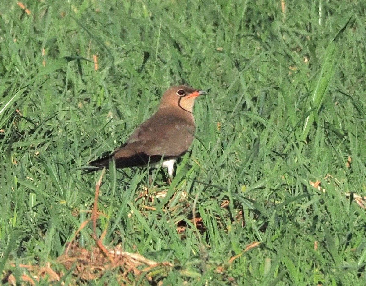 Collared Pratincole - ML646841827