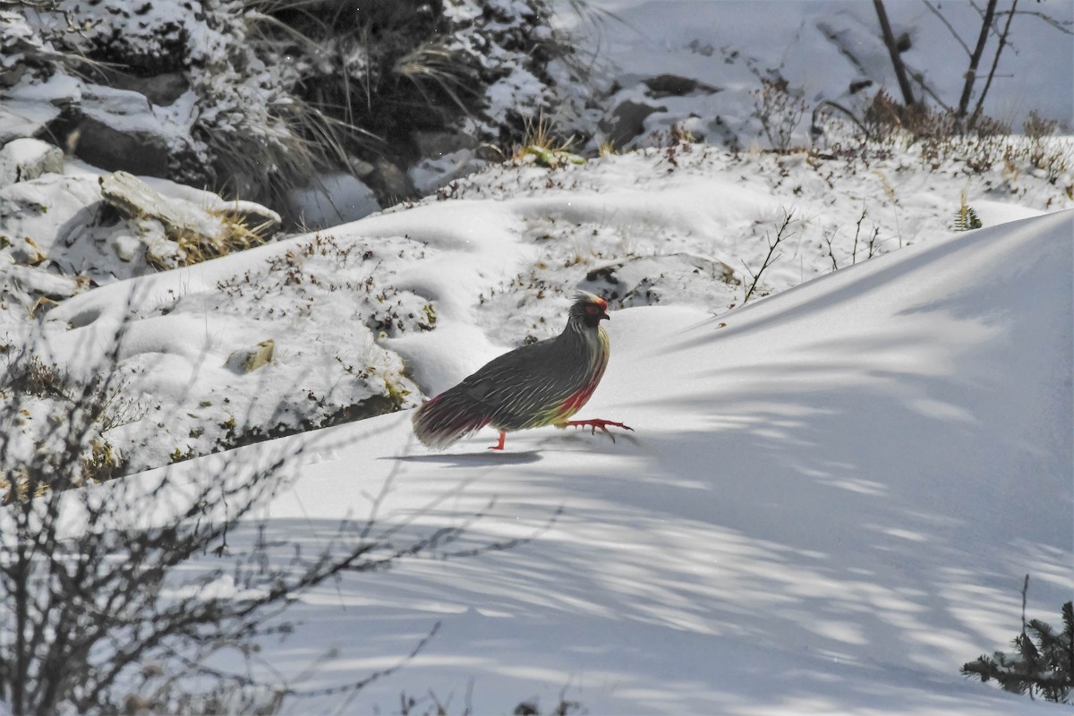 bažant krvavý - ML646841828