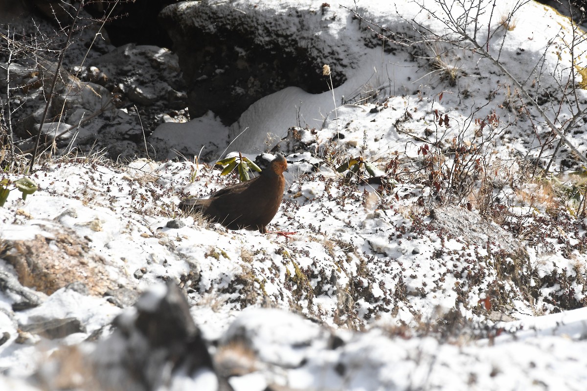 bažant krvavý - ML646841829