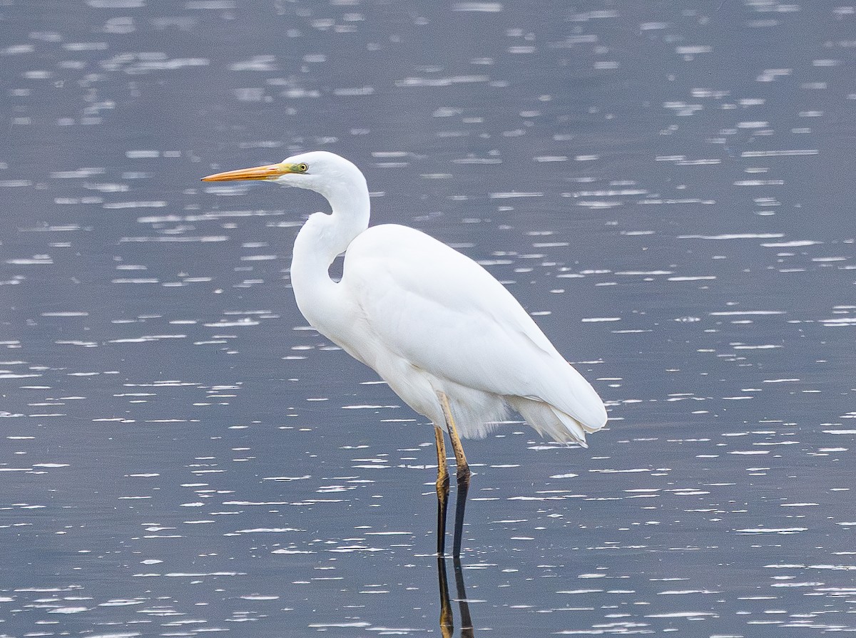 Koartza zuria (eurasiarra) - ML646841830