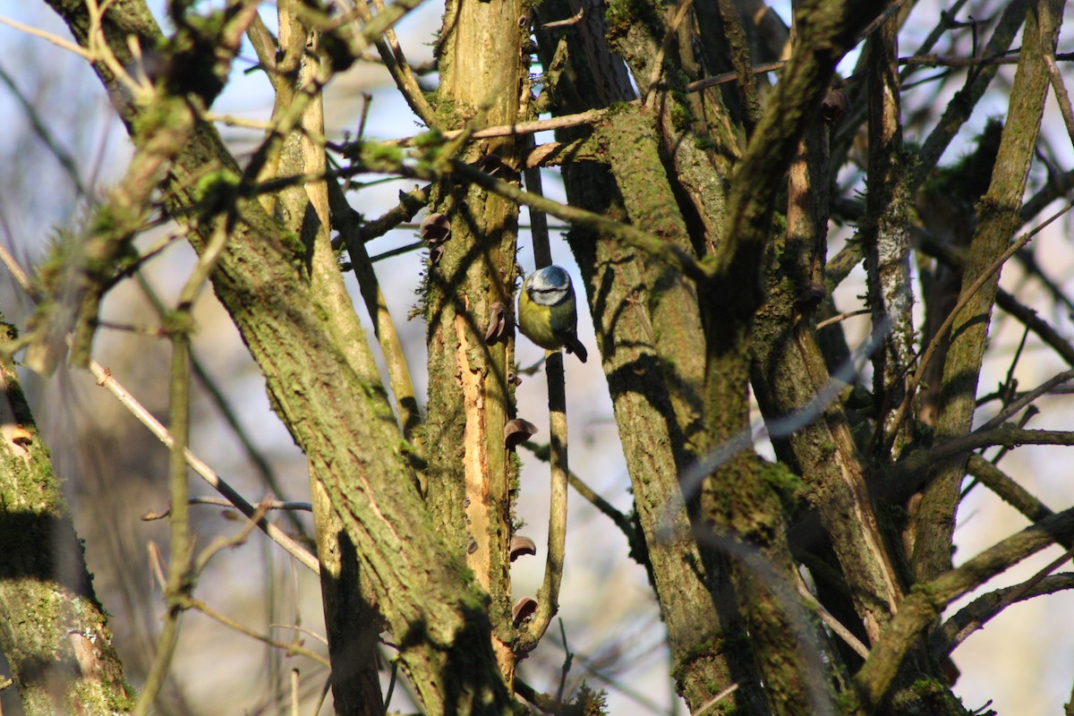 Синиця блакитна - ML646841832