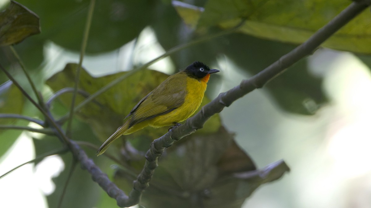 Flame-throated Bulbul - ML646841833
