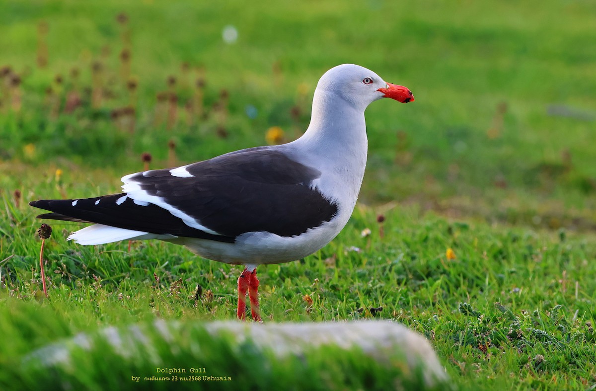 Goéland de Scoresby - ML646841834