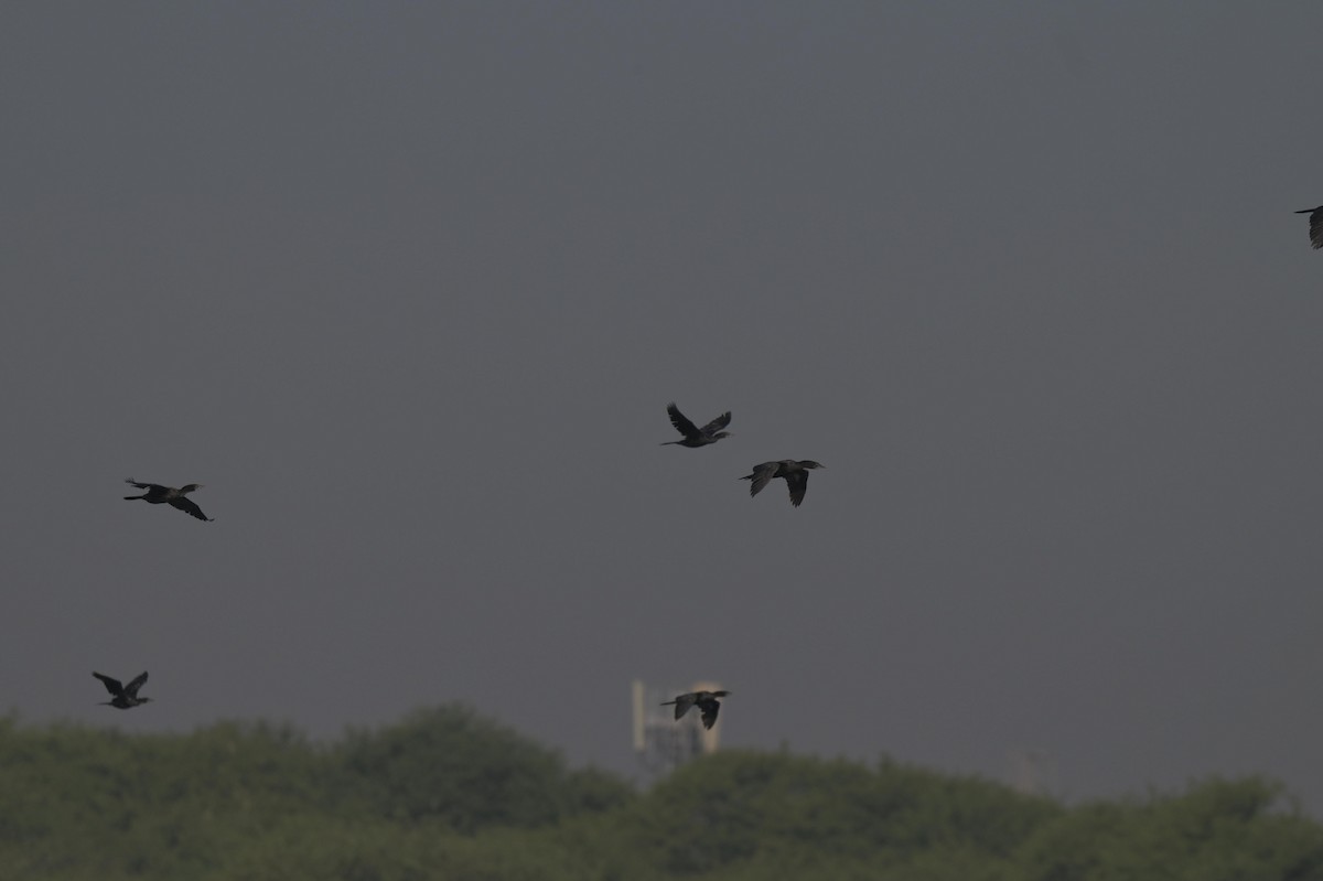 Little Cormorant - ML646841835